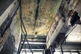 Reliable Cross Plains, TX Mold Remediation Solutions